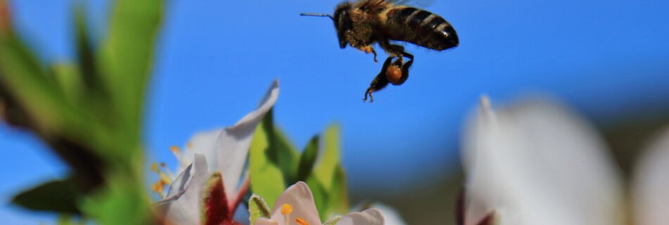 Abeja en almendro