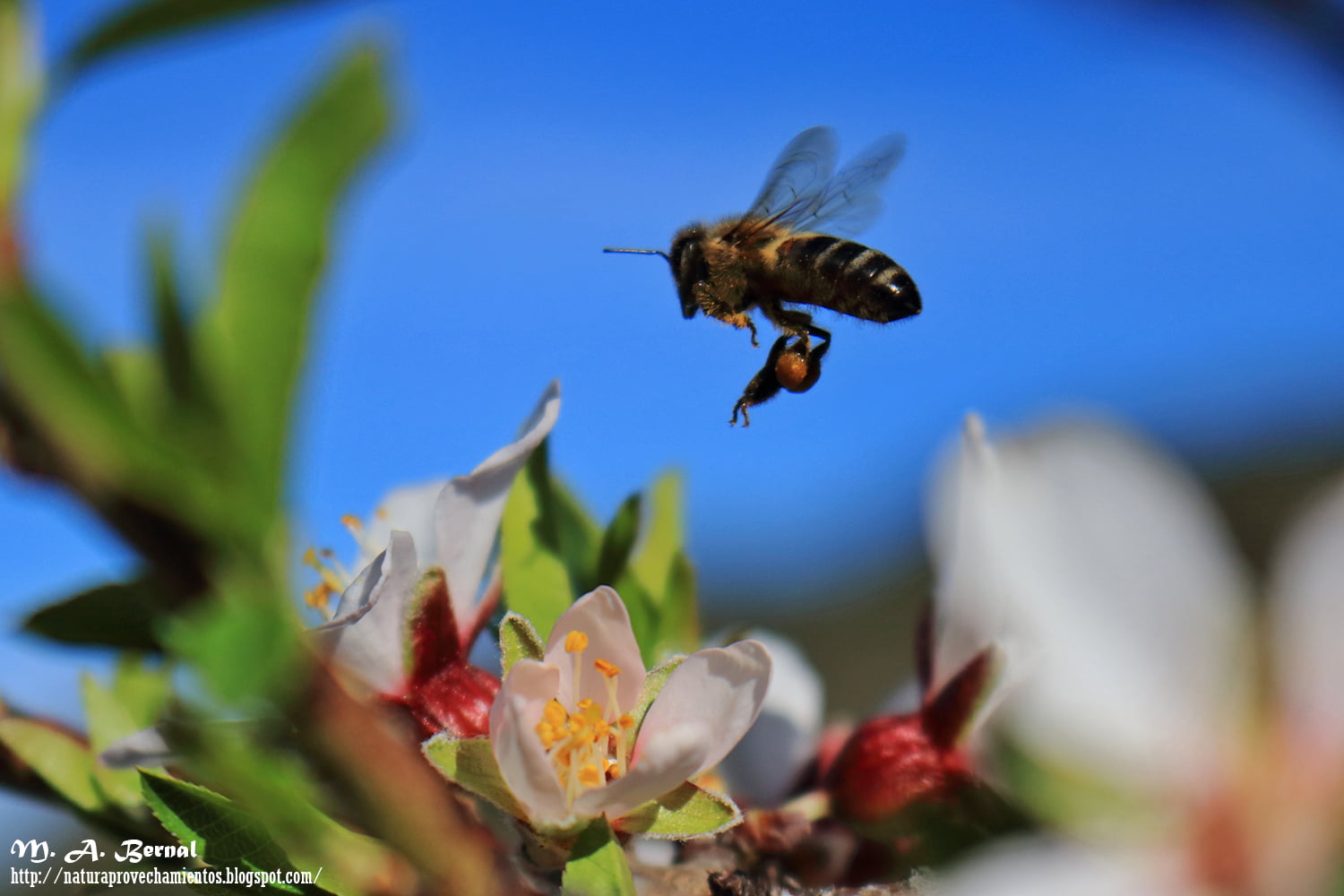 Abeja en almendro