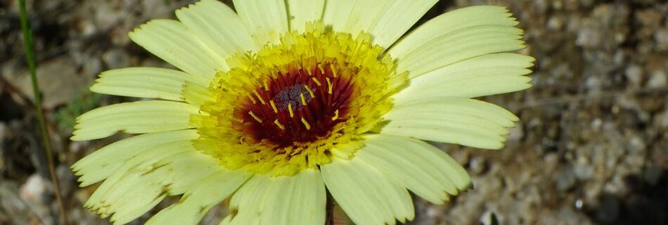 Asteraceae Asperilla Hispidella hispanica