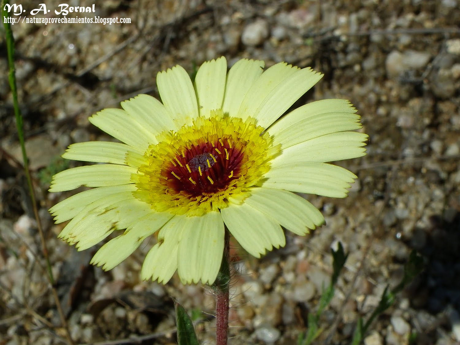 Asteraceae Asperilla Hispidella hispanica