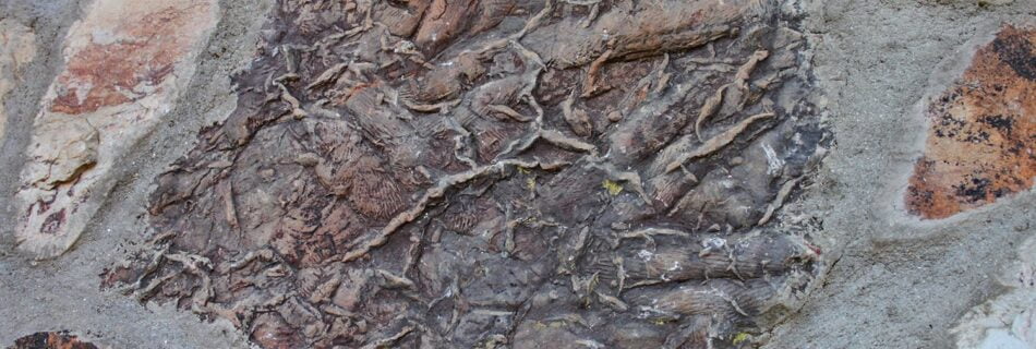 Fósiles Monsagro Salamanca
