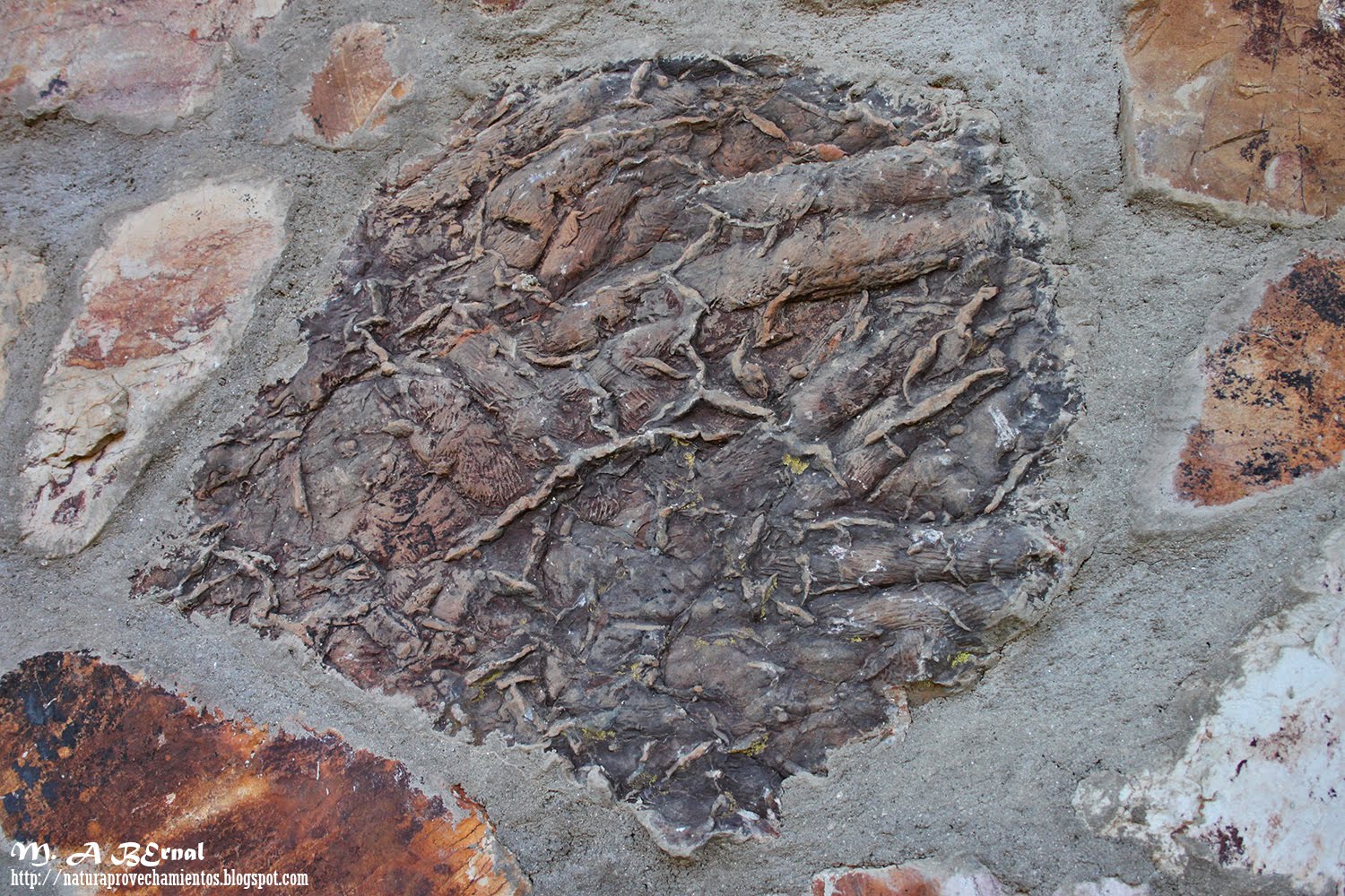 Fósiles Monsagro Salamanca