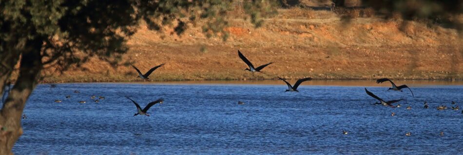 Cigüeña negra Salamanca