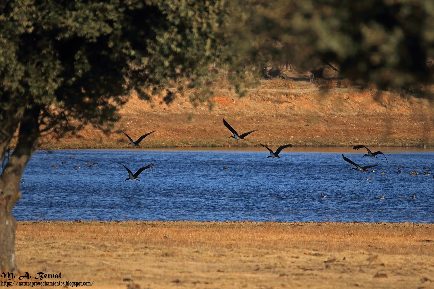 Cigüeña negra Salamanca