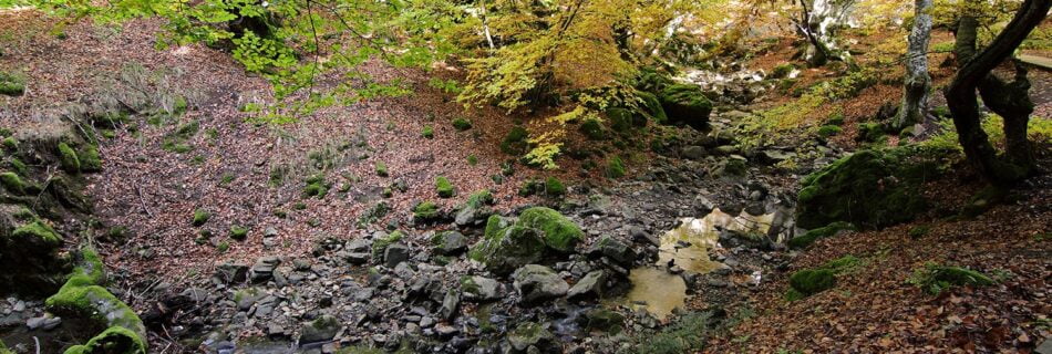 Faedo de Ciñera León