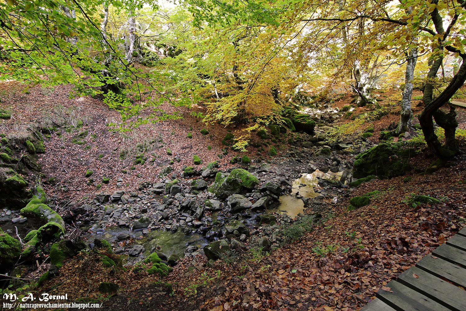 Faedo de Ciñera León