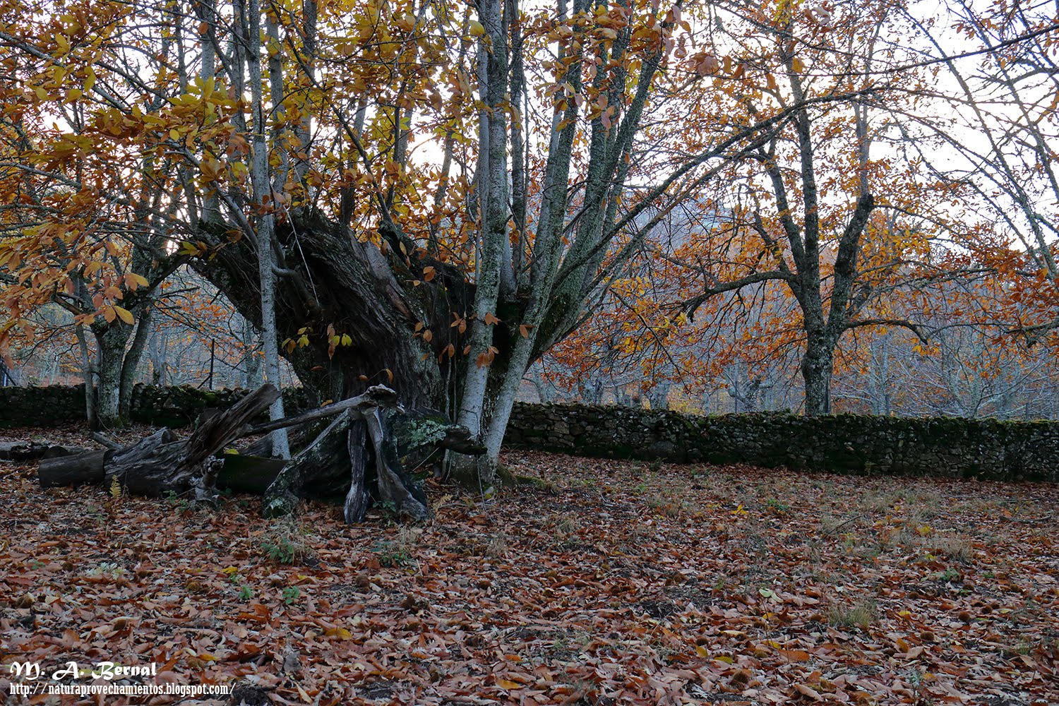Castaño centenario El Caserito Alberca Salamanca