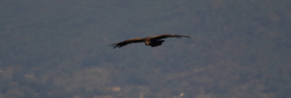Carroñada Salamanca