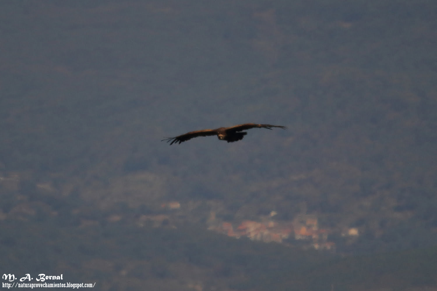 Carroñada Salamanca