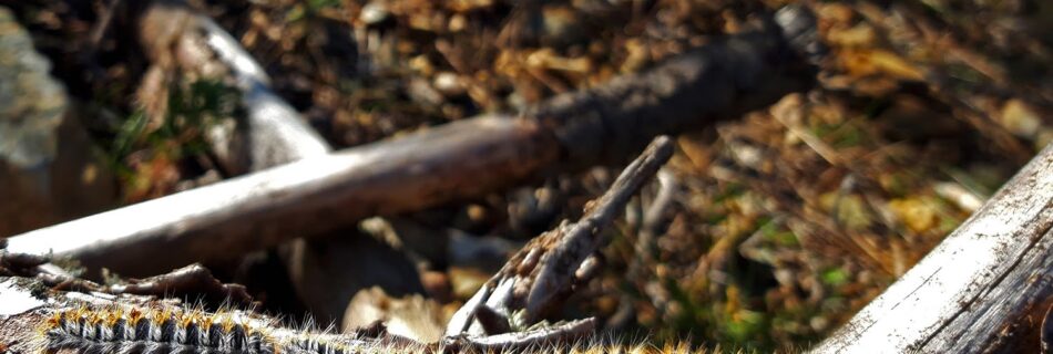 Procesionaria del pino