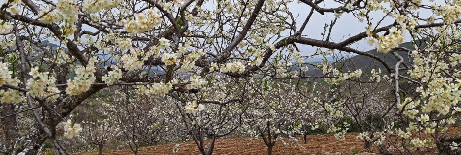 Cerezos en flor Salamanca