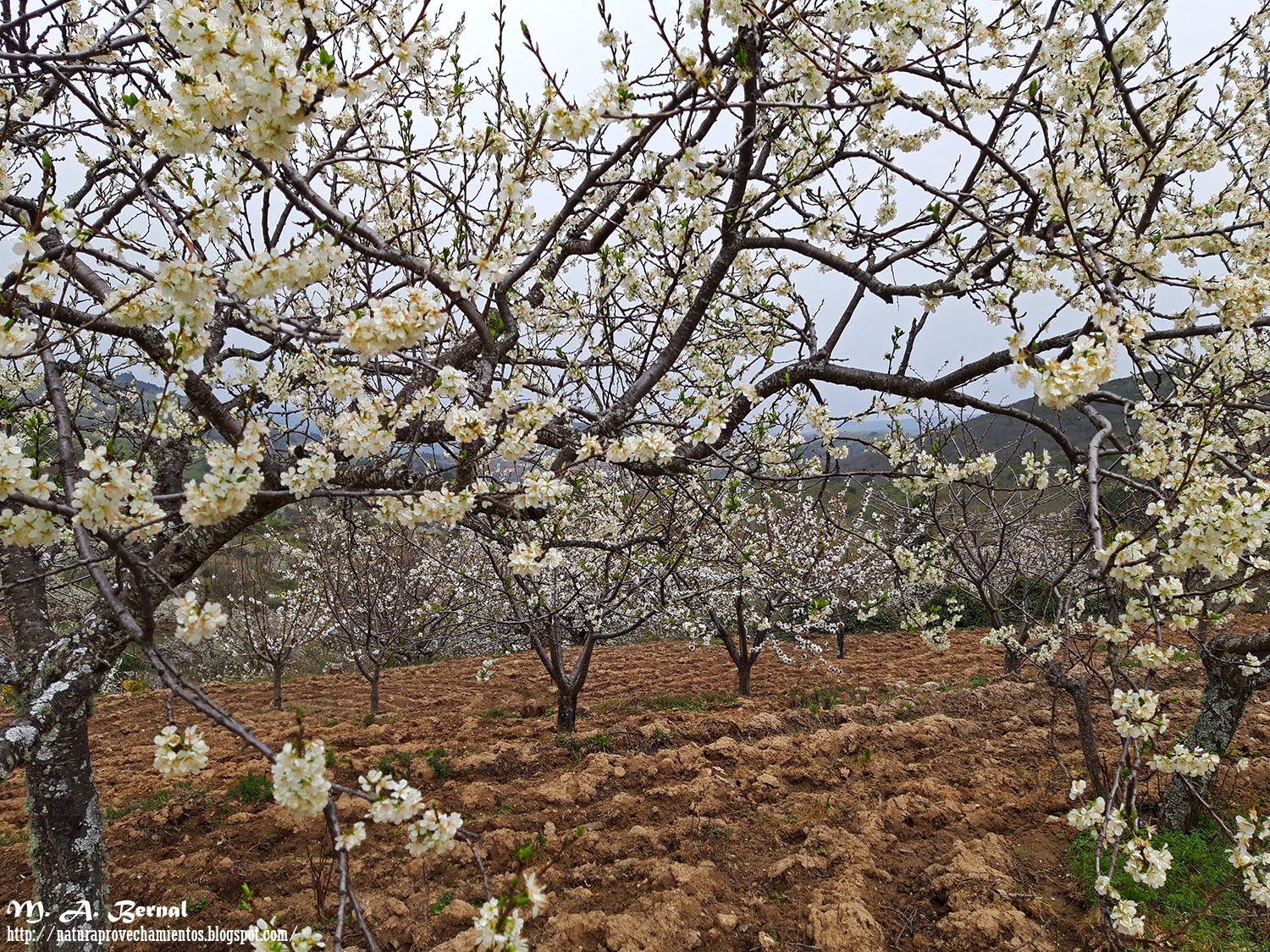 Cerezos en flor Salamanca