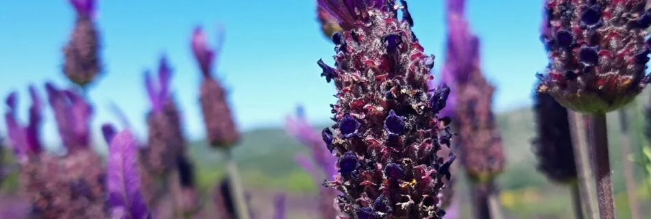 Primavera cantueso