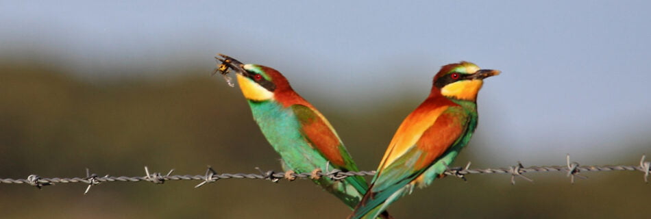 Abejaruco Merops apiaster