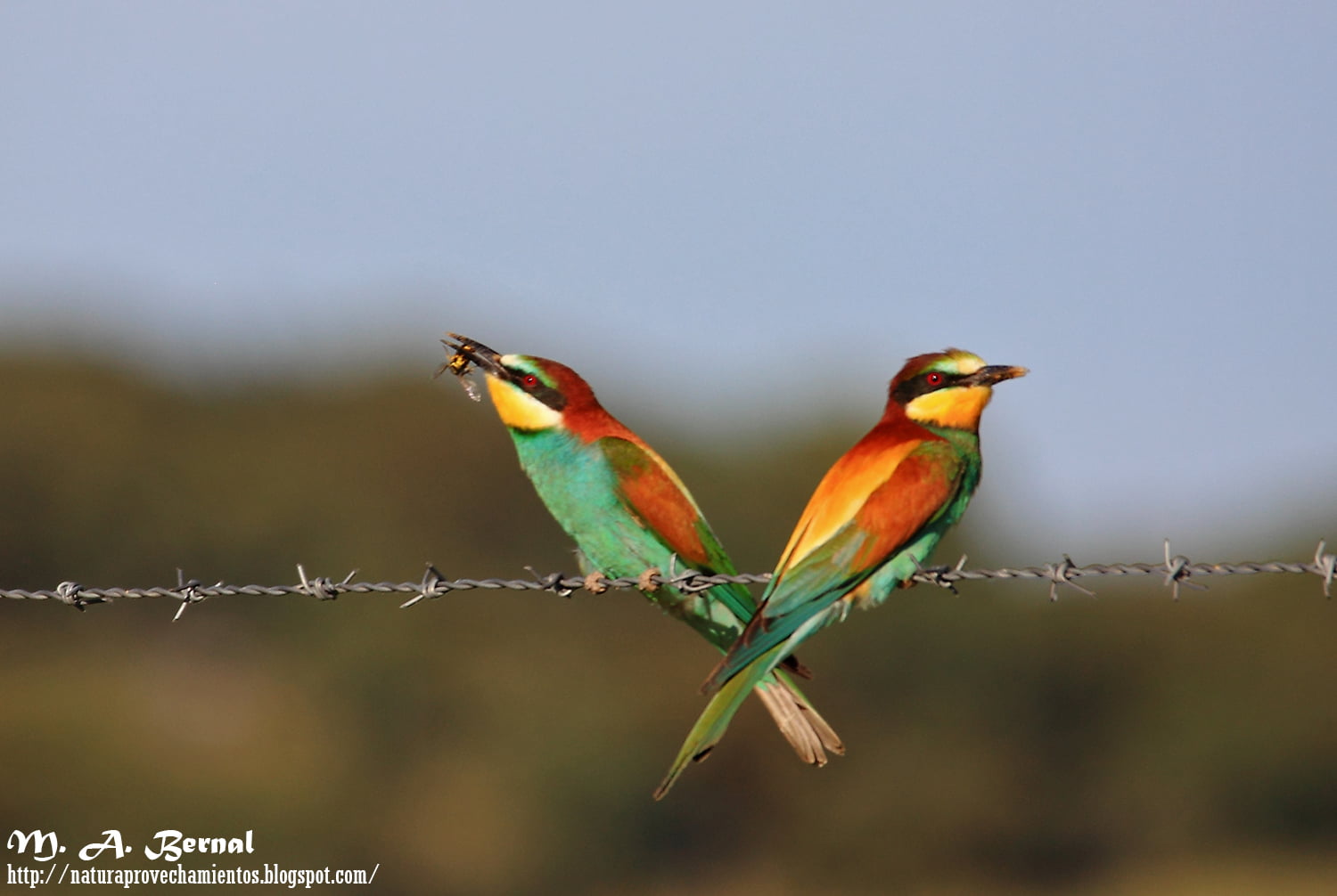 Abejaruco Merops apiaster
