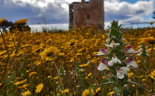 Torre de la Almofala
