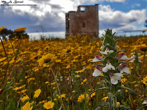 Torre de la Almofala