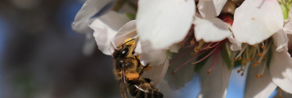 Abeja en almendro