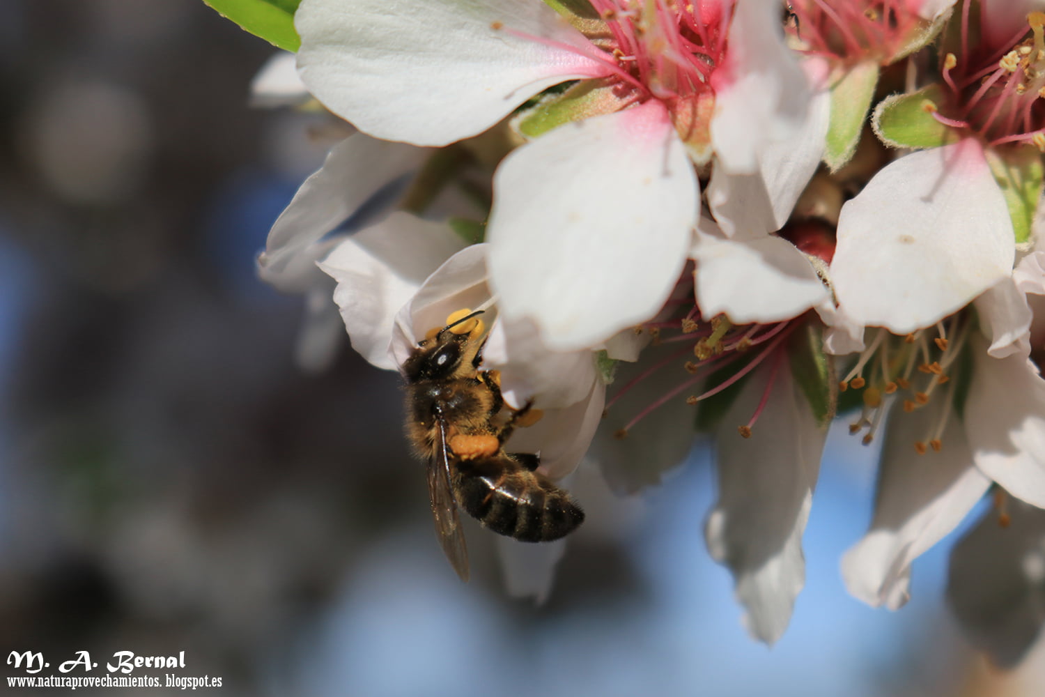 Abeja en almendro