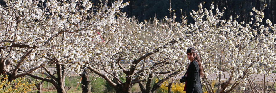 Cerezos en Flor Salamanca