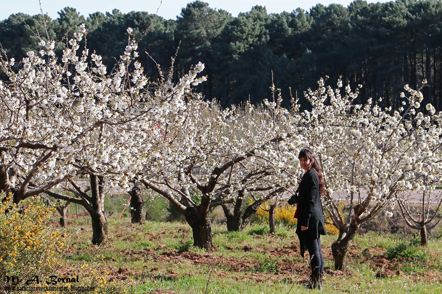 Cerezos en Flor Salamanca