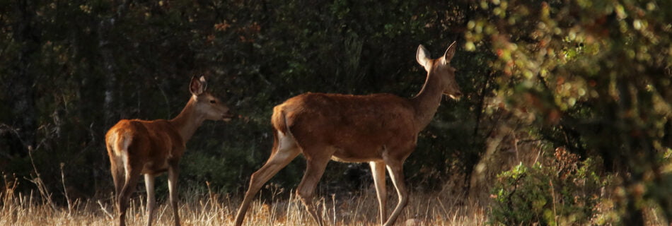 Cierva y pequeño cervato Salamanca