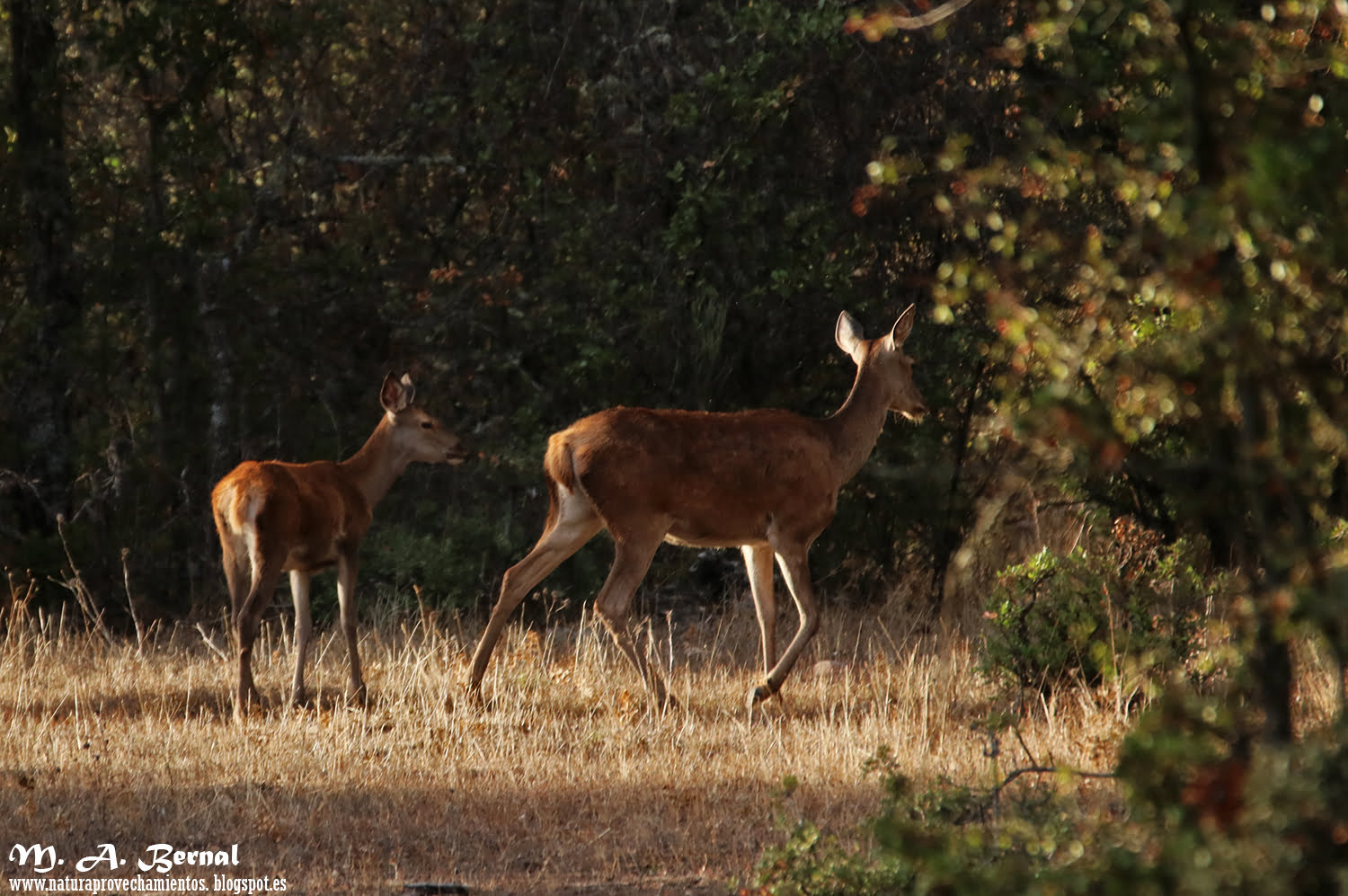 Cierva y pequeño cervato Salamanca