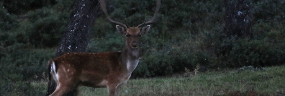 Ronca del Gamo