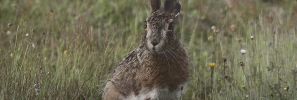 Liebre caza menor y mayor