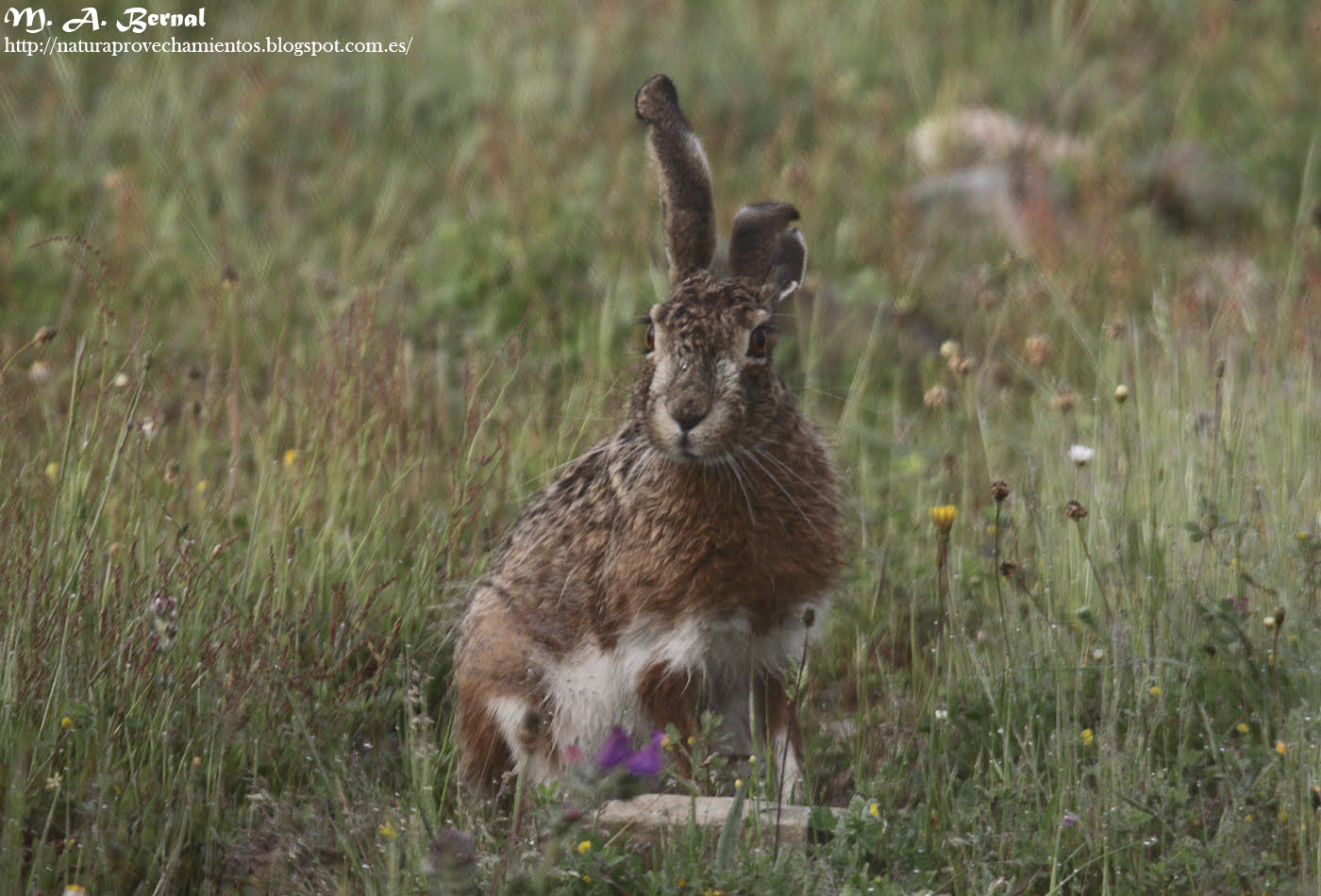 Liebre caza menor y mayor