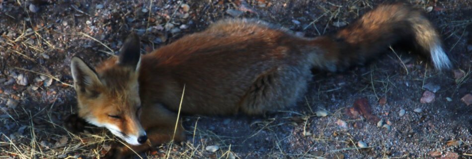 Zorro vulpes vulpes