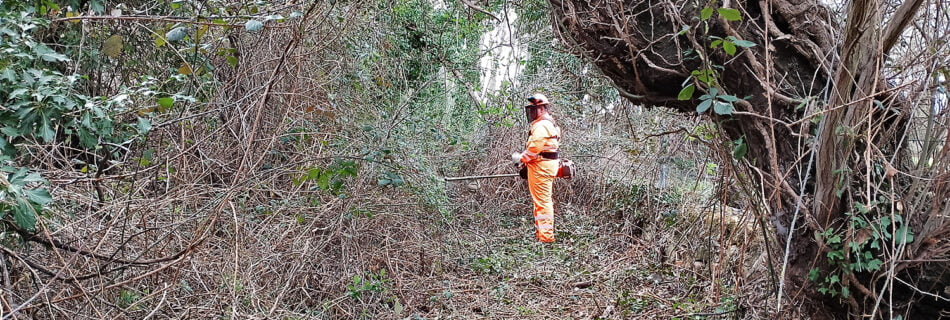 Incendios y Aprovechamientos forestales