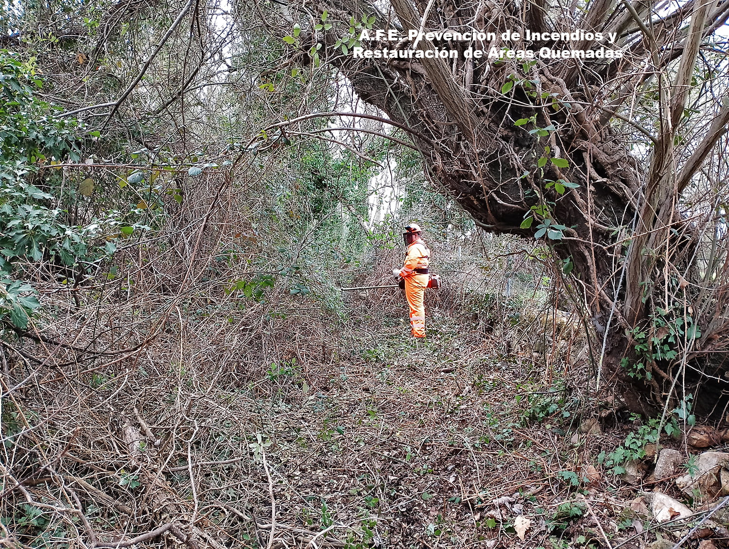 Incendios y Aprovechamientos forestales