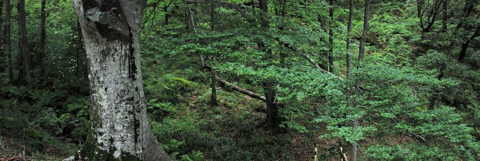 Haya Herguijuela de la sierra Francia