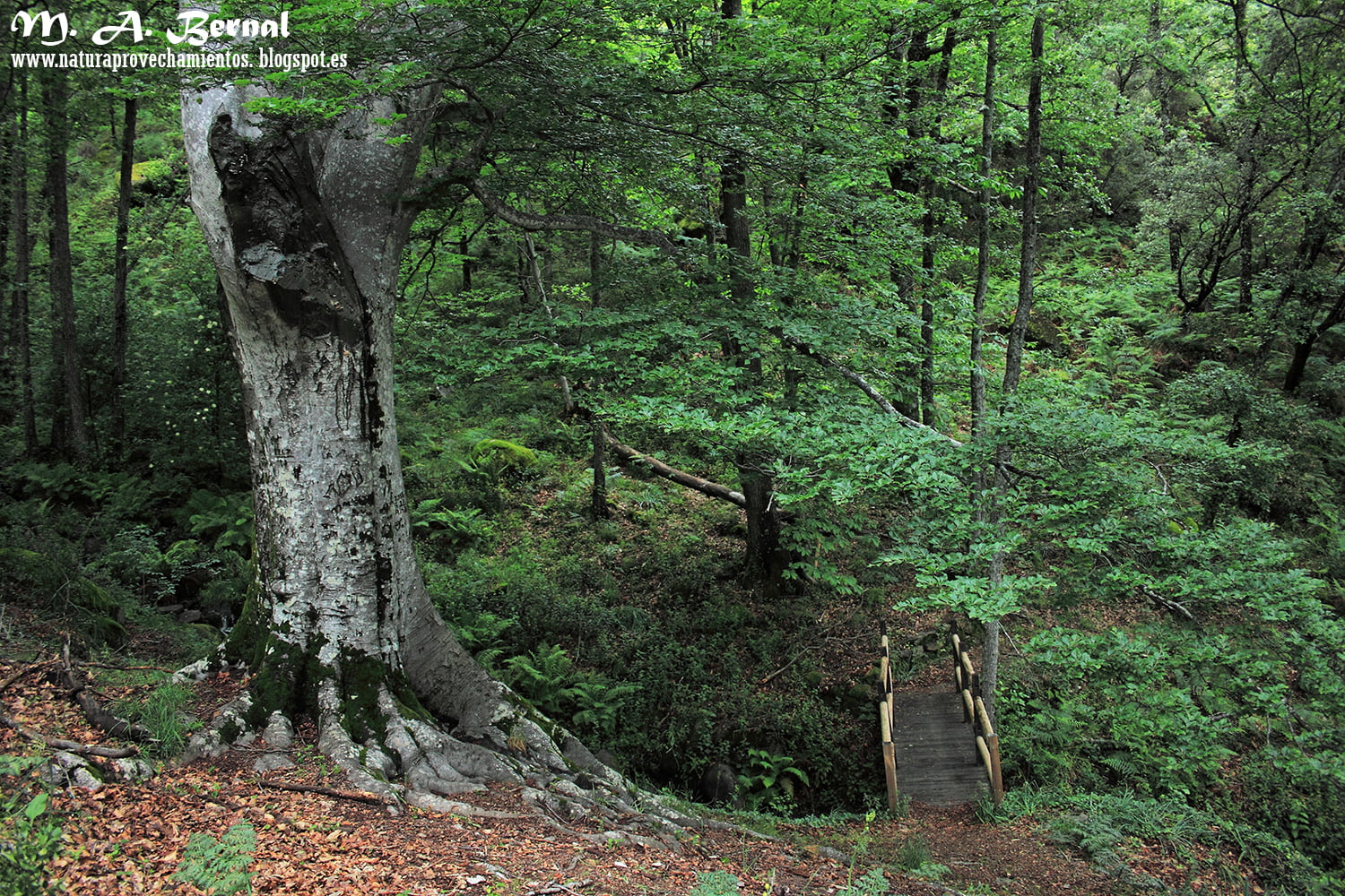 Haya Herguijuela de la sierra Francia