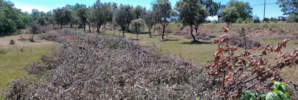 Aprovechamientos forestales