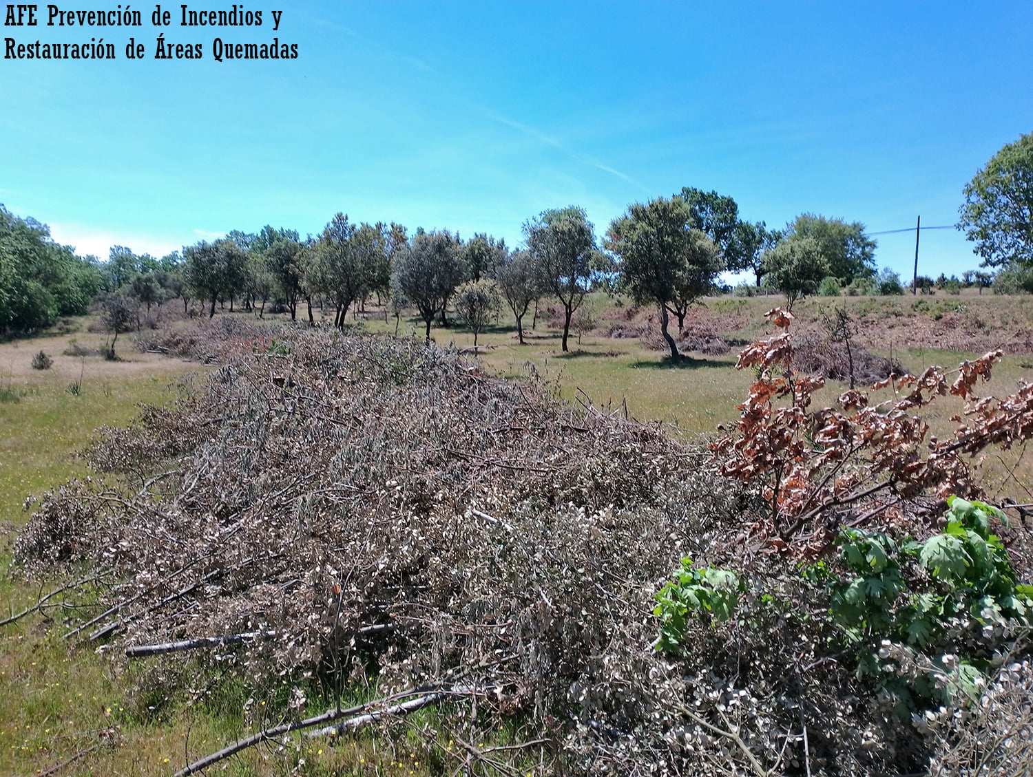 Aprovechamientos forestales