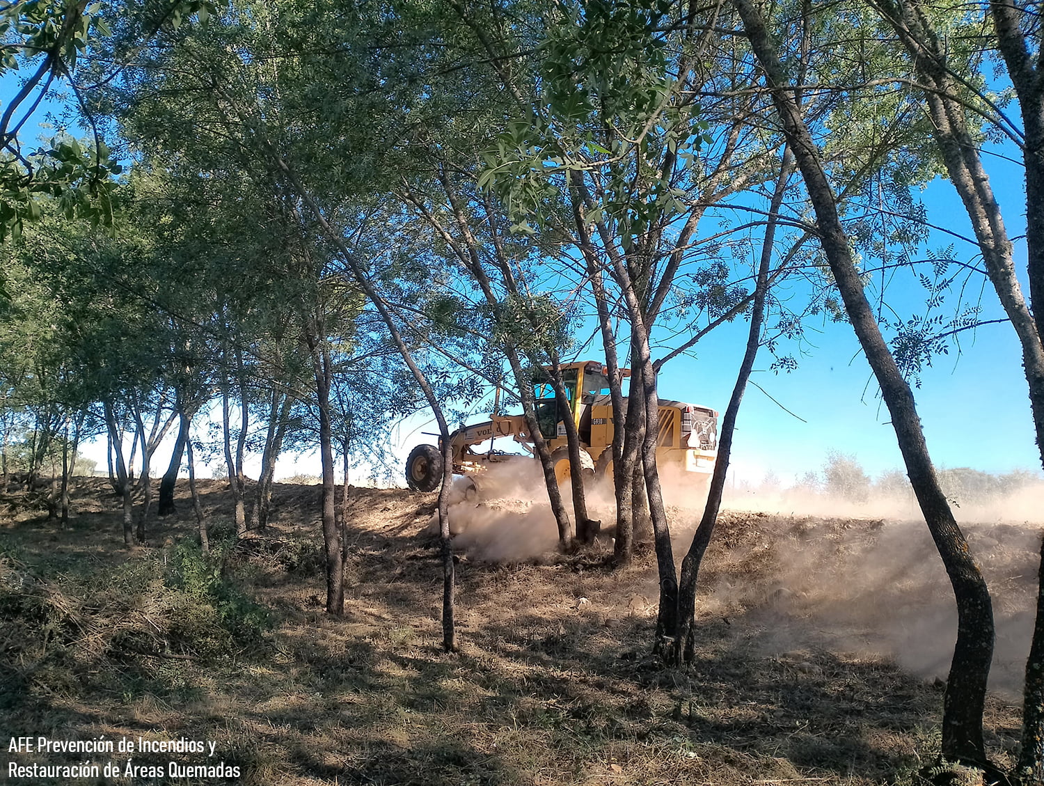 Aprovechamientos forestales