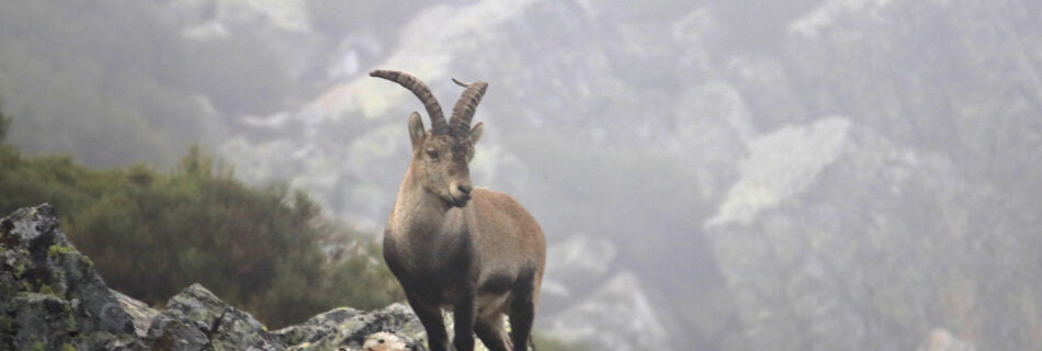 Macho montés