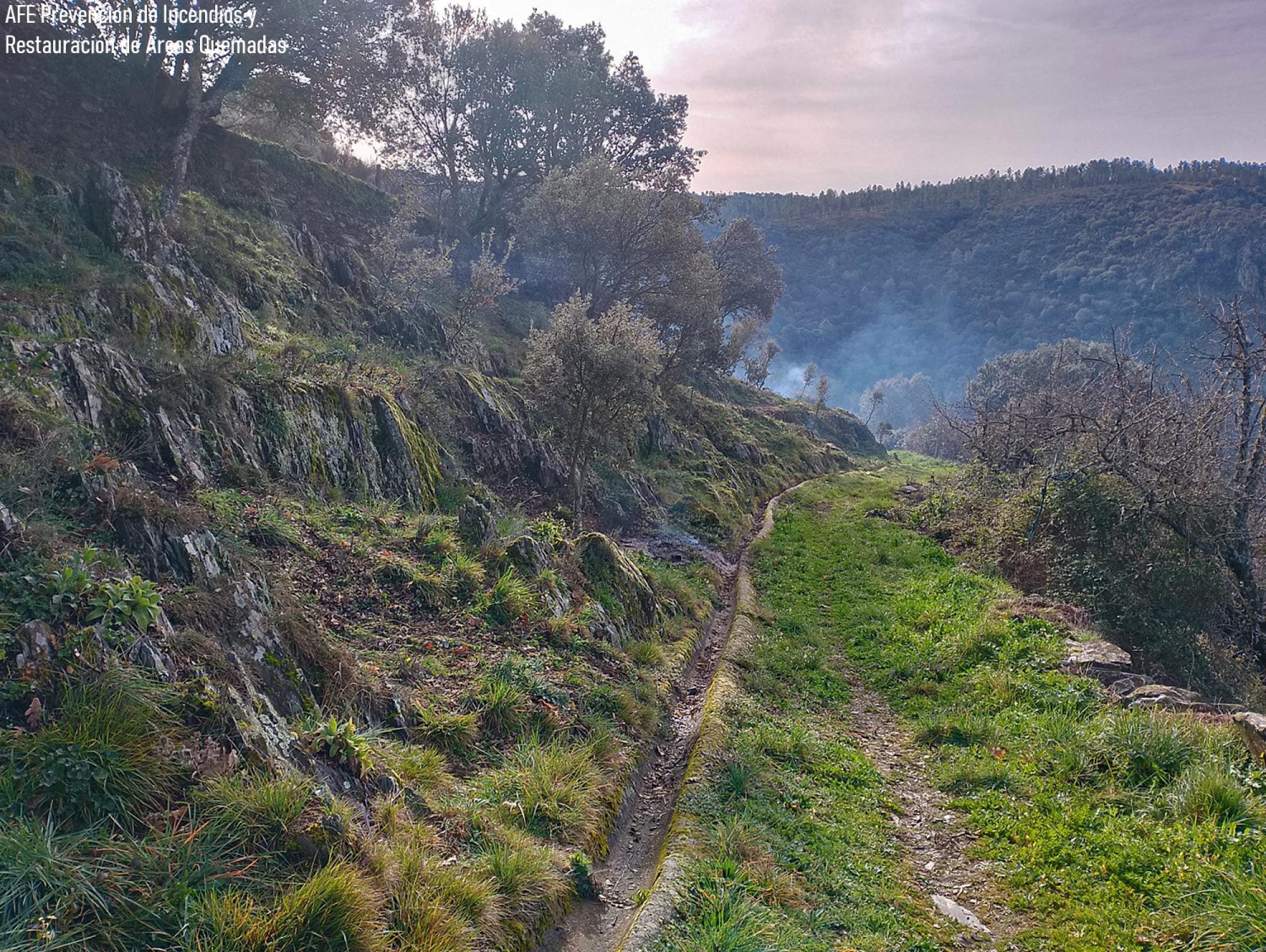 Aprovechamientos forestales