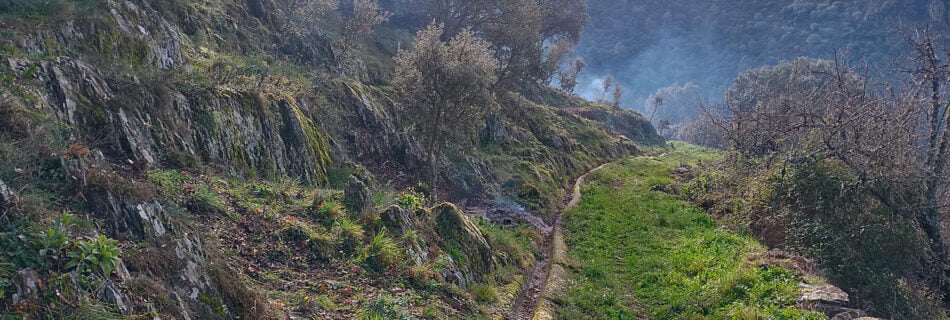 Aprovechamientos forestales