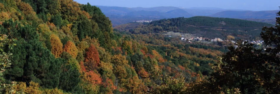Bosques otoño