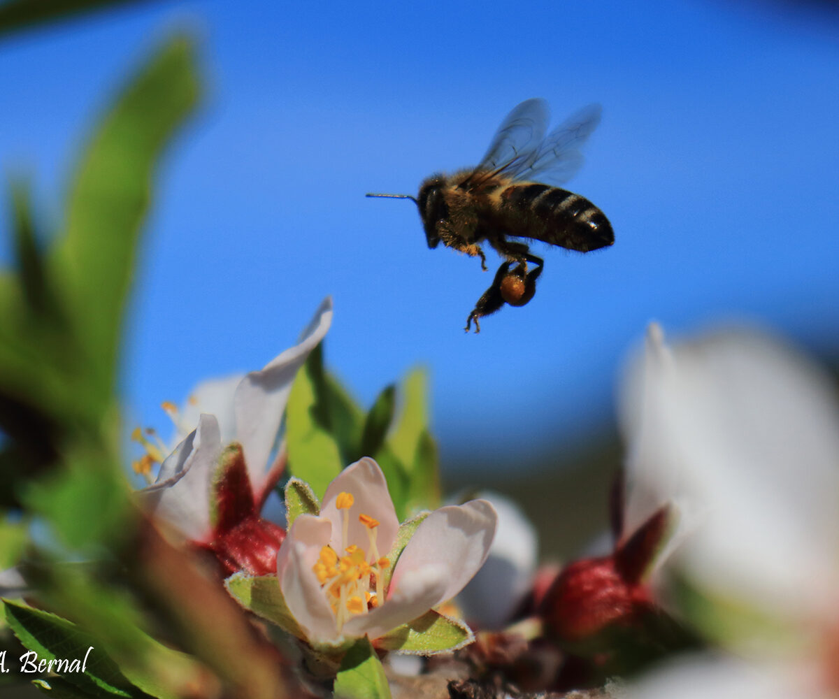 Abeja en almendro