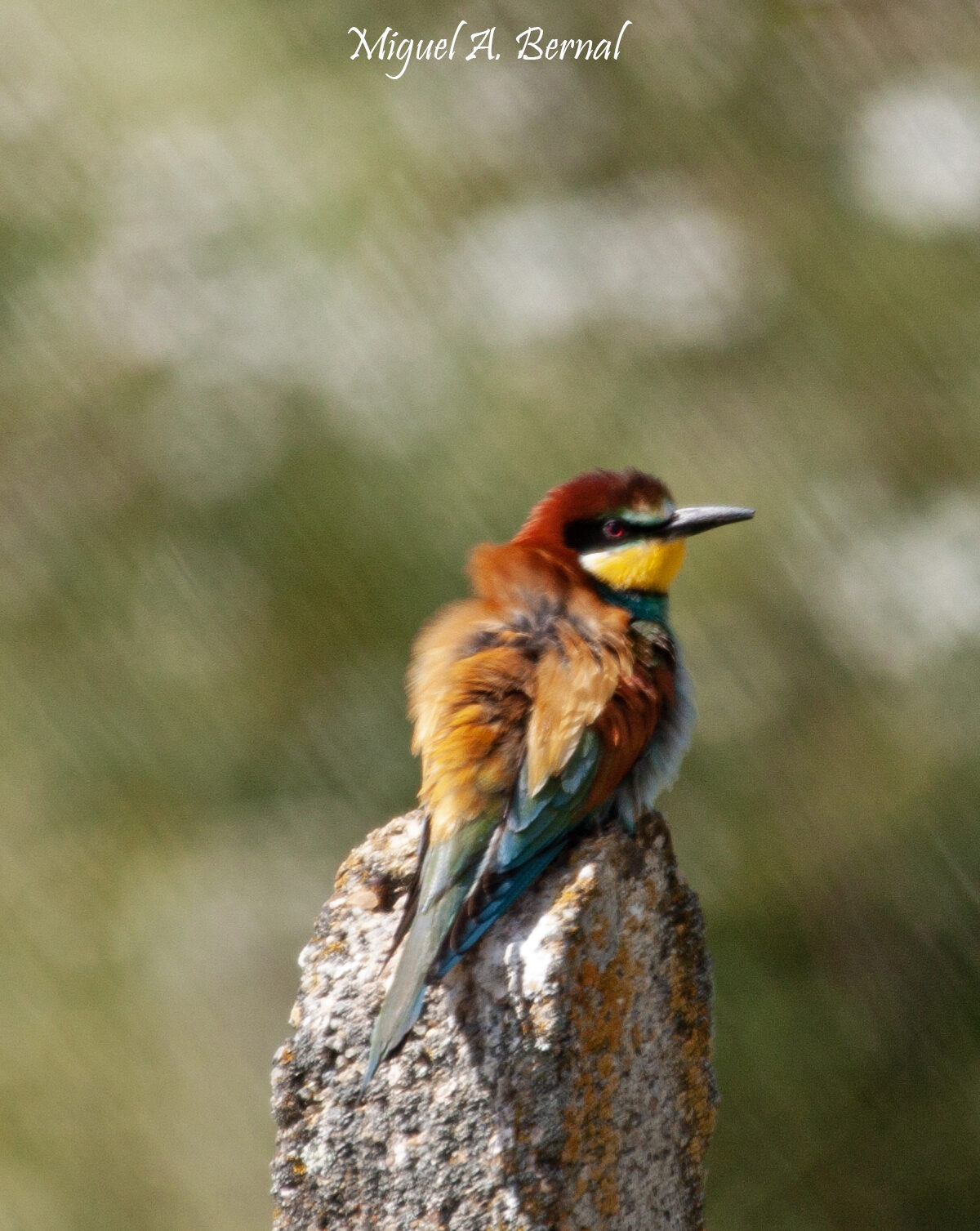 Abejaruco Merops apiaster