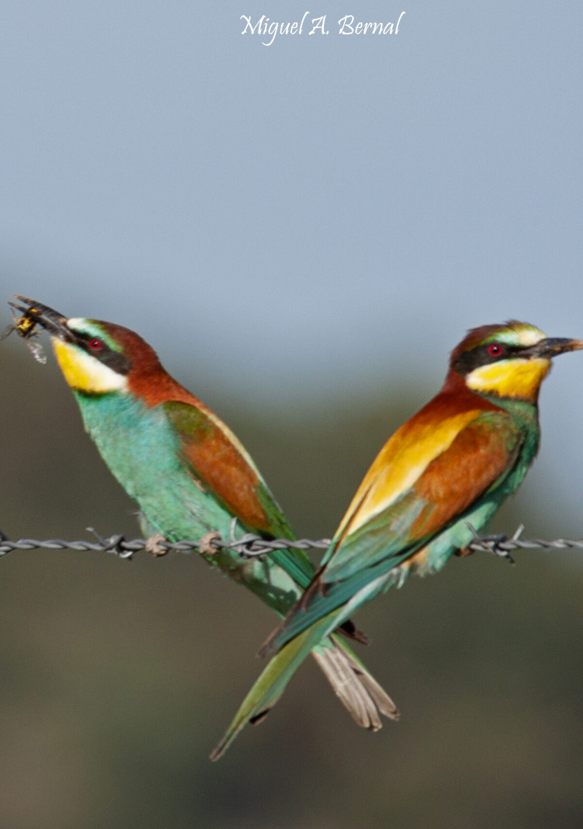 Abejarucos con avispa