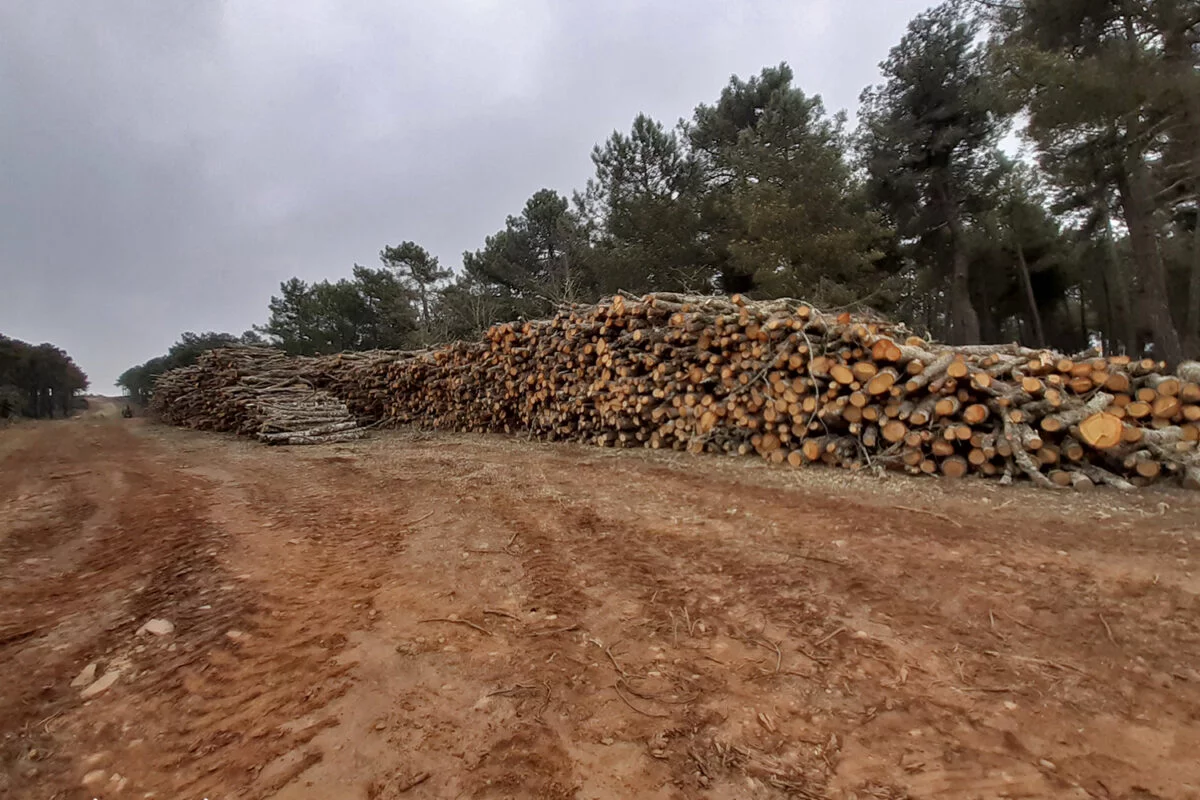Aprovechamientos forestales