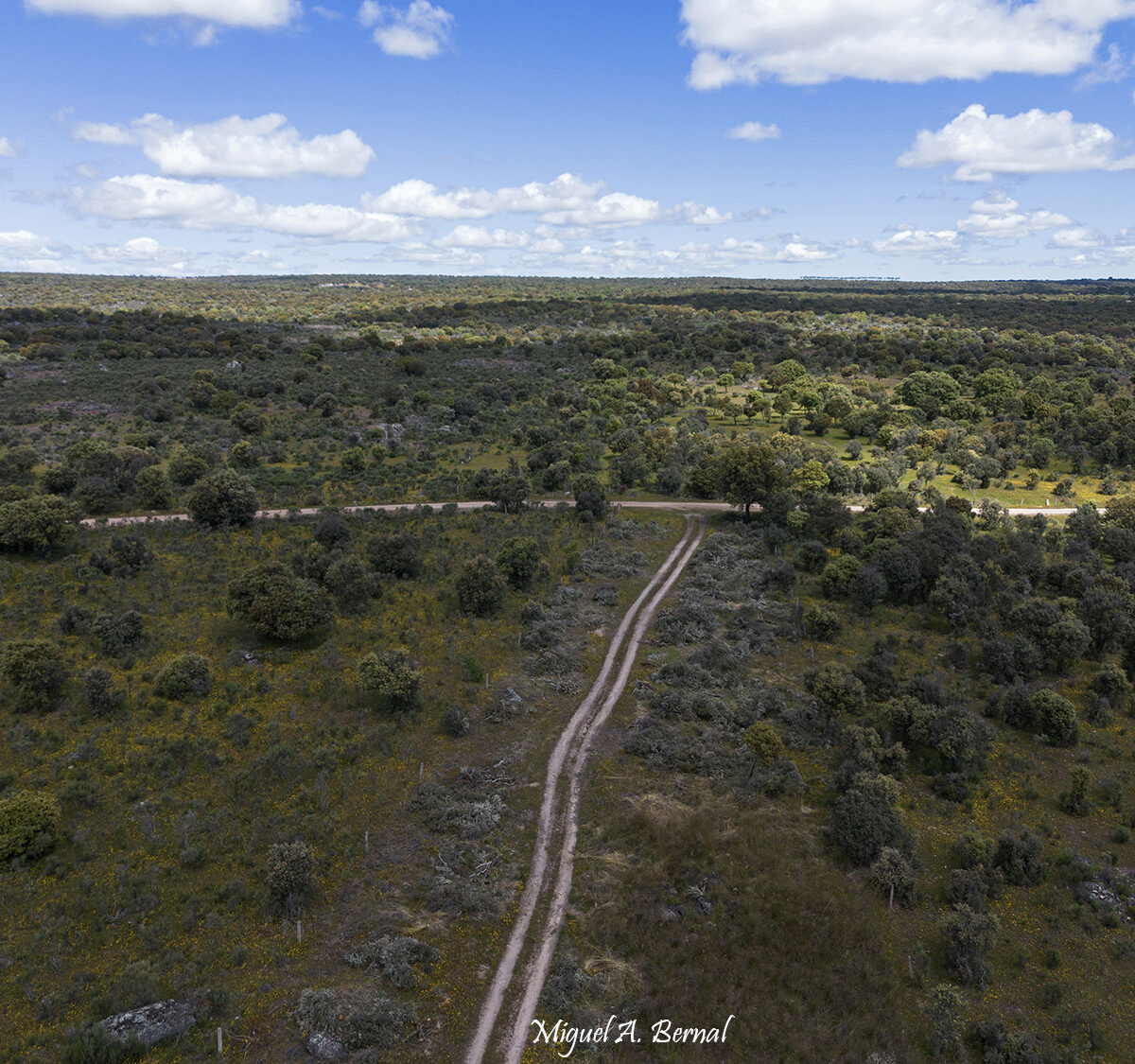 Aprovechamientos forestales