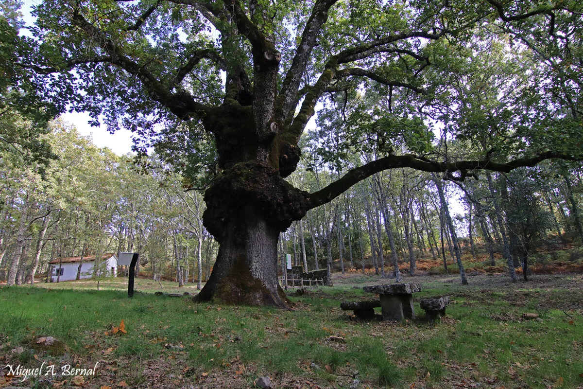 Arboles singulares Roble