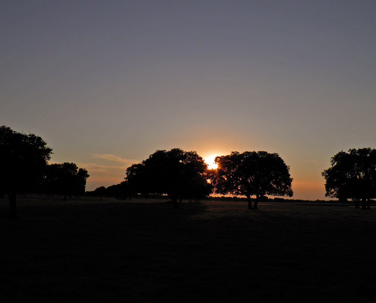 Atardecer en la dehesa salmantina