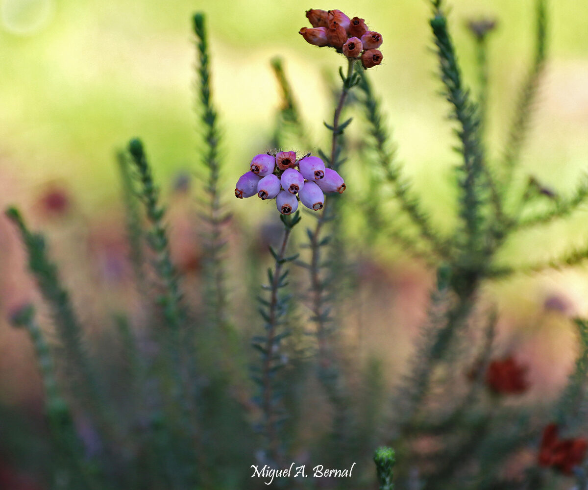 Brezo de turberas